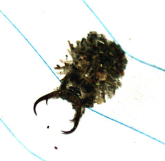 Nymphidae