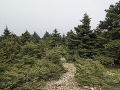 Abies cephalonica