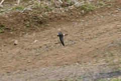 Aerodramus spodiopygius