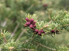 Abies cephalonica