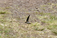 Aerodramus spodiopygius