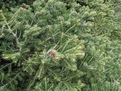 Abies cephalonica