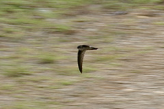 Aerodramus spodiopygius