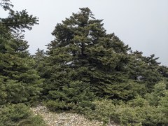 Abies cephalonica