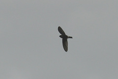Aerodramus spodiopygius