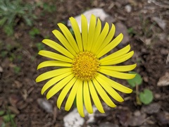 Doronicum caucasicum