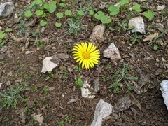 Doronicum caucasicum