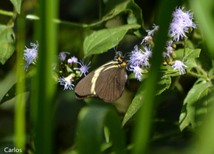 Pereute charops charops