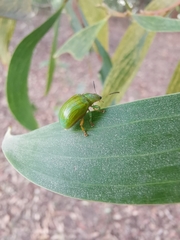 Calomela pallida