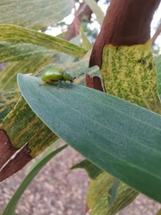 Calomela pallida
