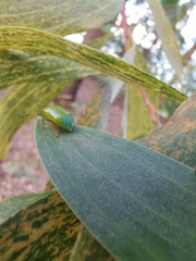 Calomela pallida