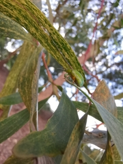 Calomela pallida