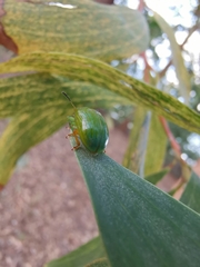 Calomela pallida