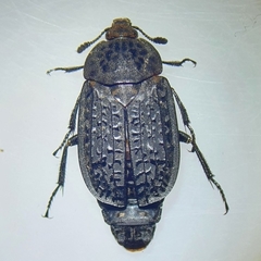 Thanatophilus rugosus