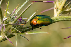 Protaetia cuprea ignicollis