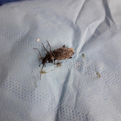 Carabus granulatus interstitialis