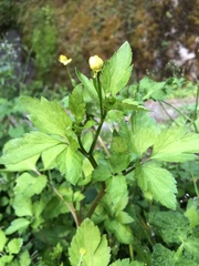 Ranunculus silerifolius
