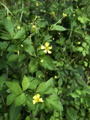 Ranunculus silerifolius