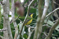 Pachycephala vitiensis