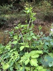 Ranunculus silerifolius