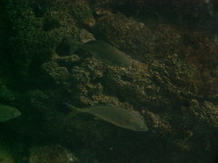 Caranx