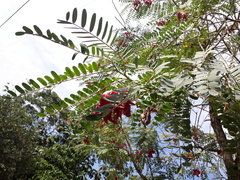 Sesbania grandiflora