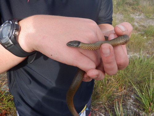 Photo of a Crowned Snake (Elapognathus coronatus)