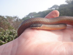 Elapognathus coronatus