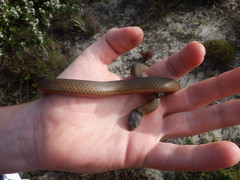 Elapognathus coronatus