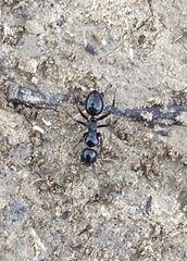 Camponotus foreli