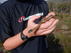 Elapognathus coronatus