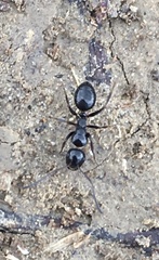 Camponotus foreli