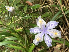 Iris formosana