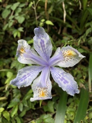 Iris formosana