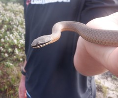 Elapognathus coronatus