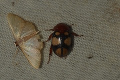 Cyclocephala toulgoeti