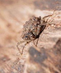 Poropterus