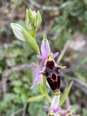 Ophrys oestrifera bremifera