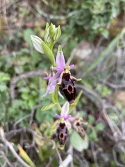 Ophrys oestrifera bremifera