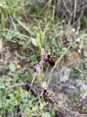 Ophrys oestrifera bremifera