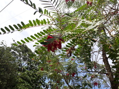 Sesbania grandiflora