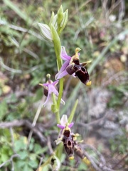 Ophrys oestrifera bremifera