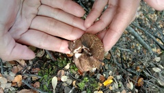 Austropaxillus squarrosus