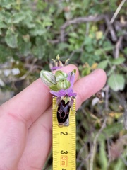 Ophrys oestrifera bremifera