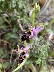 Ophrys oestrifera bremifera
