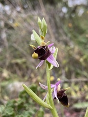 Ophrys oestrifera bremifera
