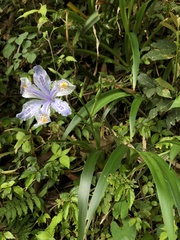 Iris formosana