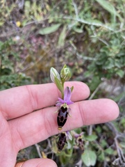 Ophrys oestrifera bremifera