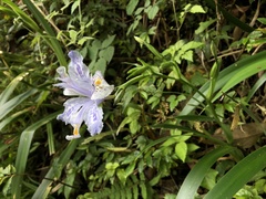 Iris formosana