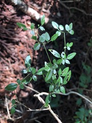 Jasminum didymum racemosum